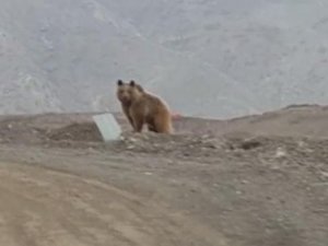 Çukurca’da kış uykusunda uyanan ayı görüntülendi