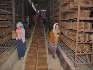 Çeyiz masraflarını topraktan çıkarıyorlar