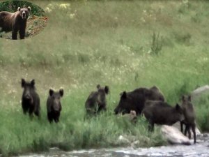 Çukurca'da yaban hayatı görüntülendi!