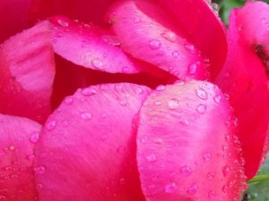 Bu çiçeği koparana 48 bin lira ceza