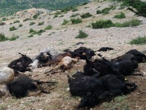 Yıldırım düştü: 32 keçi telef oldu