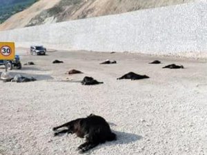 22 küçükbaş hayvan telef oldu