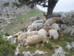 Hayvan sürüsünün üzerine yıldırım düştü