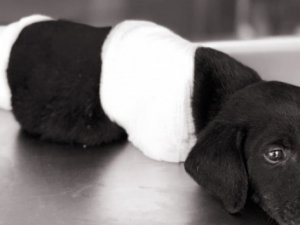 Köpek katliamında 1 kişi tutuklandı