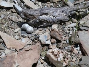 Ur keklik kuluçkada görüntülendi