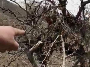 Ağaçlardaki gözetleme kuleleri deşifre oldu