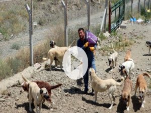 Ömrünü sokak köpeklerine adadı