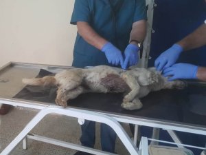 Valilik'ten darp edilen köpek ile ilgili açıklama