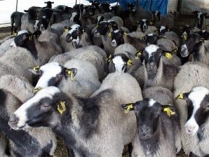 Kurbanlık fiyatları belli oldu!