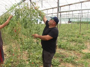 Domates sezonu erken kapandı