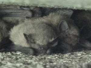 Apartmandan 60 yarasa çıkardılar