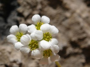 Cilo Dağları'nda yeni bitki türü keşfedildi