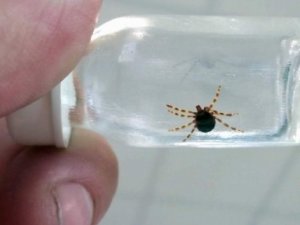 Kene'den 1 kişi öldü