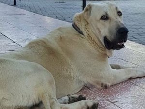 Bu köpeği bulana 5 bin bira ödül