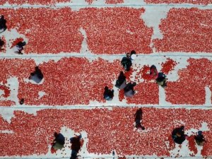 Kilosu 4 euro'ya ihraç ediliyor!