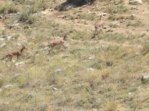 100 yıl aradan sonra ilk kez görüldüler