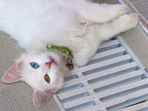 Van’da yüzücü kediler yetiştirilecek