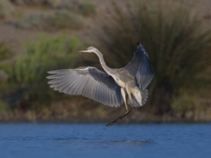 Longozdaki sonbahar göçü başladı