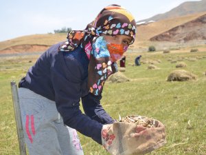 Yüksekova'da Salep ekmek kapısı oldu