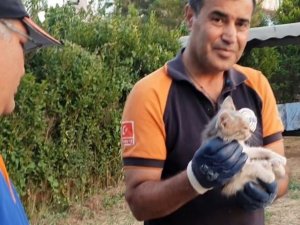 Kuyuda mahsur kalan kedi kurtarıldı