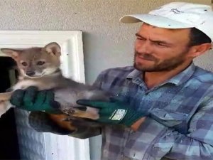 Çakal kümese dalda ya sonrası