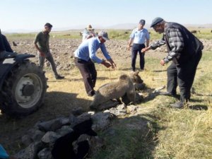 Kafası tenekeye sıkışan ayı kurtarıldı
