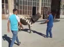 Kafası çöp kutusuna sıkışan kurbanlık böyle kurtarıldı