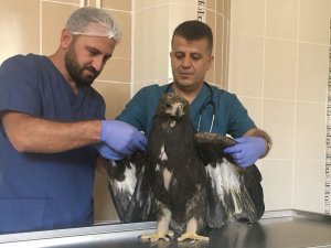 Yaralı kaya kartal tedavi altına alındı