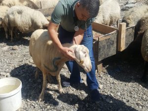 Veterinerlerin bayram çalışması takdir aldı