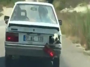 Kurbanlık koyun bagajda böyle taşındı