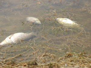 Binlerce ölü balık kıyıya vurdu!