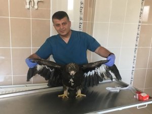 Tedavi edilen Kaya kartalı Van'a gönderildi