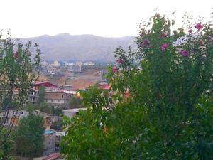 İlk defa ekilen Hatemi ağaçları çiçek açtı