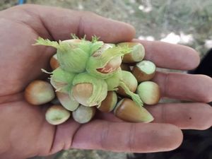 Başkale’de fındık hasadı başladı