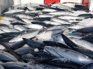 Karadeniz’den palamut fışkırdı