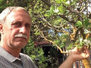 Eylül ortasında elma ağaçları çiçek açtı