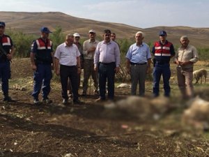 Aç kalan kurtlar 78 hayvanı telef etti