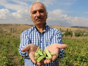 8 kilo ekti 2 ton ürün elde etti