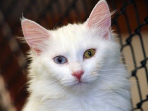 Van Kedi Villası'nda beş yıldızlı konfor
