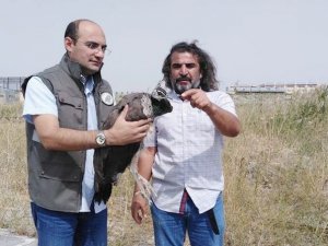 Tavus kuşu tedavi altına alındı