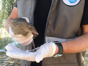 Yaralı Bıldırcın tedavi altına alındı