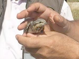 Boyunçeviren kuş yaşam alanına bırakıldı