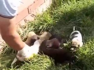 7 yavru köpek kurtarıldı
