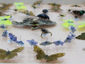 Böcek toplayarak ’Böcek Müzesi’ yaptılar