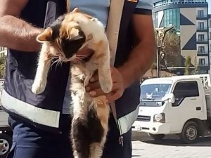 Tabela ile duvar arasında sıkışan kedi kurtarıldı