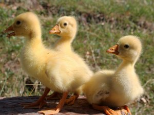 Hindi annelik duygusuyla kaz yavrularını koruyor