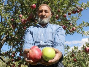 Aynı ağaçta hem yeşil hem kırmızı elma yetiştirdi