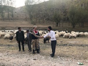 Çobanı bağlayıp 135 hayvanı çaldılar
