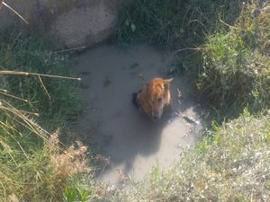 Balçığa saplanan köpeği itfaiye kurtardı