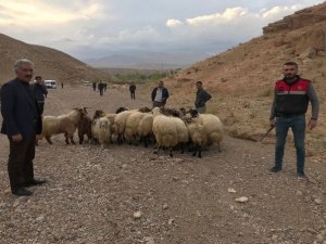 Jandarma'dan hayvan hırsızlarına operasyon